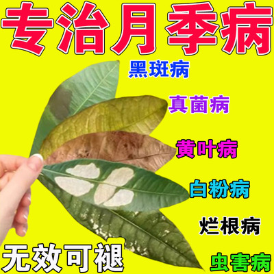 月季花病虫害常用药专治黑斑