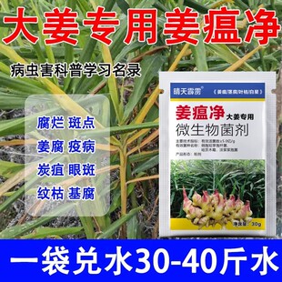 生姜专用姜瘟净姜瘟清生姜专用药生姜大姜烂脖子根腐病茎基腐病