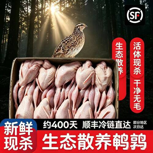放血现杀40只白条母鹌鹑烧烤