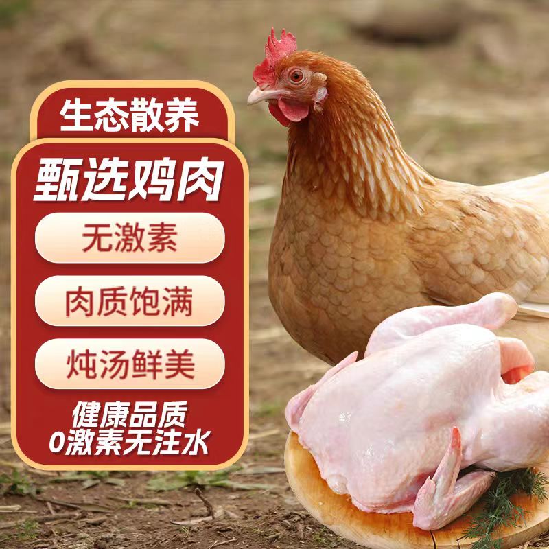 现杀散养三黄鸡土鸡柴鸡童子鸡白斩鸡黄油鸡白条鸡西装鸡批发草鸡