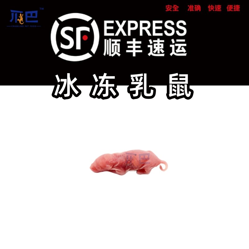 爬牌冷冻鼠顺丰包邮喂爬宠