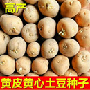 高产黄皮土豆种原种孑种子马铃薯种黄心带芽原种地瓜秋季 秋播种籽