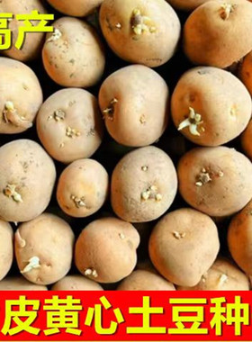 高产黄皮土豆种原种孑种子马铃薯种黄心带芽原种地瓜秋季秋播种籽