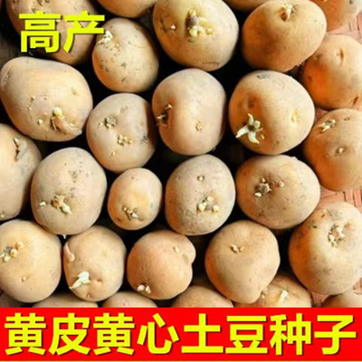 高产黄皮土豆种原种孑种子马铃薯种黄心带芽原种地瓜秋季秋播种籽