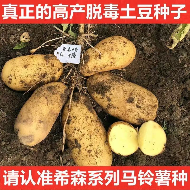 马铃薯种子秋播大黄心土豆带芽原老品种脱毒早熟高产洋芋蔬菜籽种