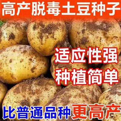 2024年农科院高产土豆种子一代脱毒马铃薯种子抗病好活原种新种