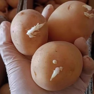 黄皮土豆种黄心土豆老品种黄心土豆种四季土豆种高产早熟脱毒