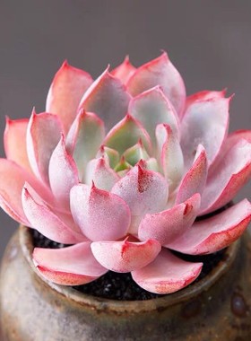 赫拉多肉植物阳台办公室小萌物肉肉植物高品质颜色正红色肉肉多头