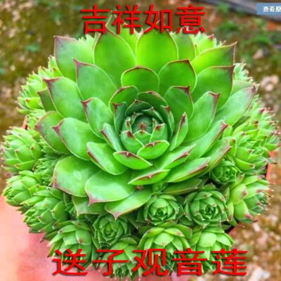 送子观音莲花多肉植物群生多头易爆盆室内肉肉植物花卉盆栽
