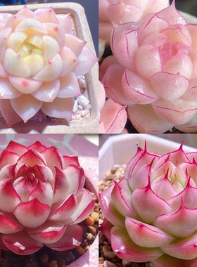 贵货高端女王麦秆精控暗纹边线高颜值组合盆栽室内阳台桌面盆栽