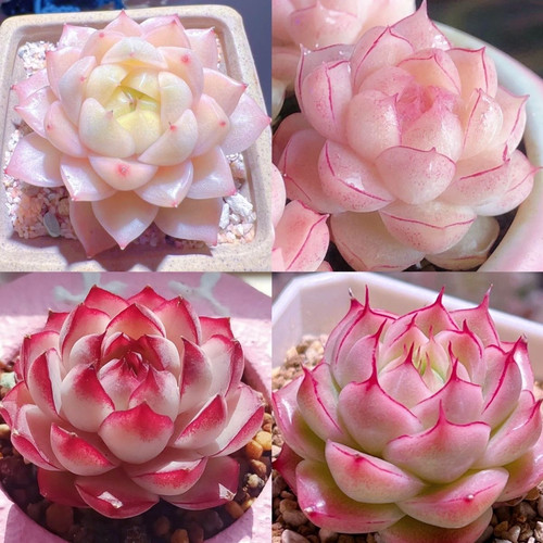 贵货高端女王麦秆精控暗纹边线高颜值组合盆栽室内阳台桌面盆栽