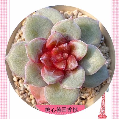 贵货德国香槟多肉植物出糖心韩货办公室阳台桌面花卉绿植盆栽新手