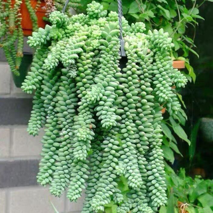 玉坠多肉植物吊兰玉缀老桩群生彩虹玉坠多肉植物带盆栽好发货