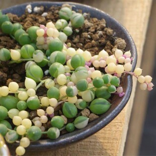 佛珠锦多肉植物迷你吊兰组合盆栽绿植肉肉爱之蔓锦带盆栽好碧玉莲