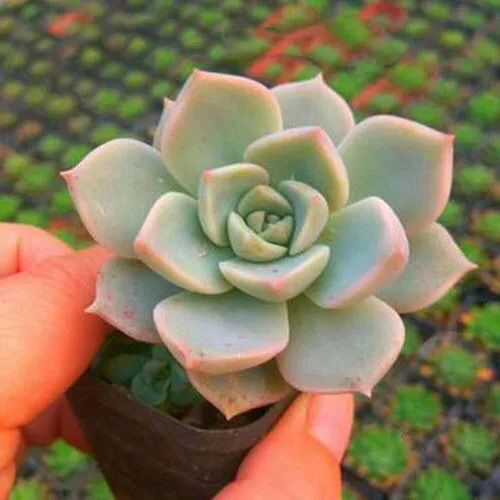 白牡丹多肉植物姬龙月白色鲜嫩肉肉绿植创意迷你精品花卉净化空气图片