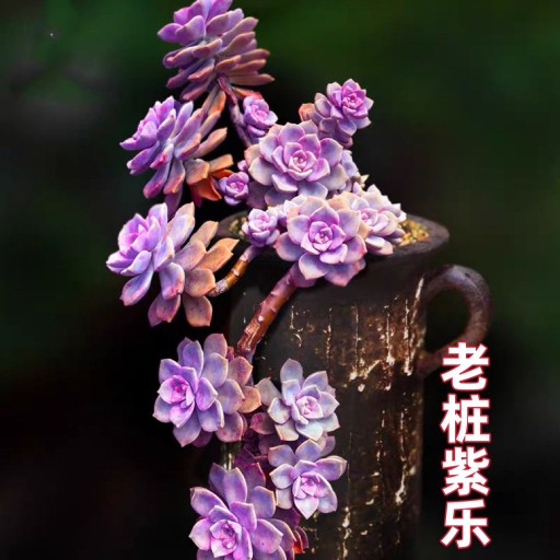 紫乐多肉老桩多头高档纯紫色客厅阳台花卉盆栽