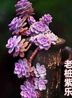 紫乐多肉老桩多头高档纯紫色客厅阳台花卉盆栽