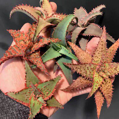 超级芦荟系列组合多肉 好养美国高端花卉小盆栽 雪山芦荟圣诞芦荟