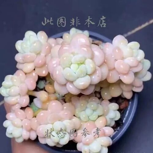 稀有贵货泡泡糖洛可可多肉植物盆栽木糖醇肉肉办公桌室内花卉