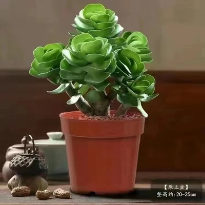 金钱木多肉植物发财树老桩室内好养耐旱易活四季常青花卉盆栽