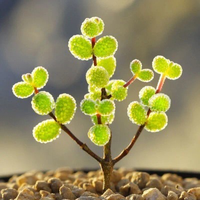 多肉植物米粒枝干番杏糖球肉肉植物办公室桌面超萌肉肉花卉小盆栽