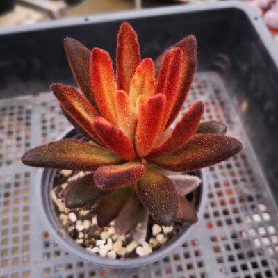 多肉植物孙悟空兔耳巧克力兔耳月兔儿大棚种植迷你创意奇趣萌肉肉