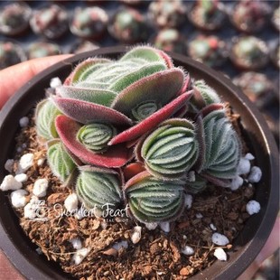 稀有月晕succulent feast 多肉大餐稀有多肉实拍图 月晕多肉植物