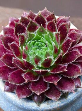 紫牡丹多肉植物组合盆栽绿植花卉长生草萌肉肉办公室内盆景防辐射