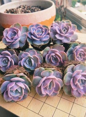 多肉植物盆栽组合室内阳台美观提神萌肉蓝色惊喜新手新款肉肉套装