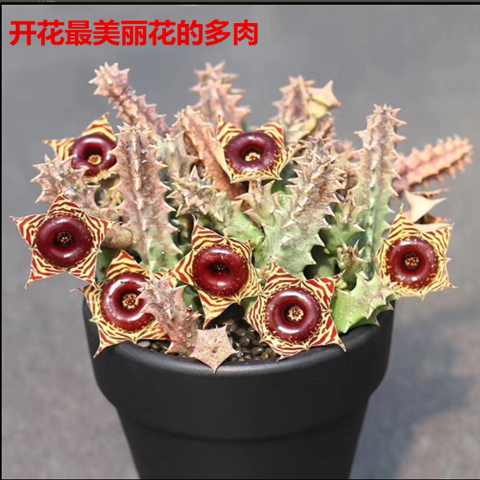 萝藦科多肉【小牛角多肉原盆载好发货】无刺仙人球开花美丽盆栽