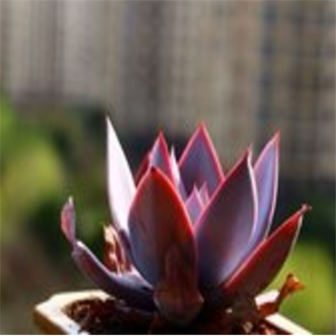 广寒宫晚霞多肉植物三仙新手养室内阳台办公室花卉盆栽绿植多头