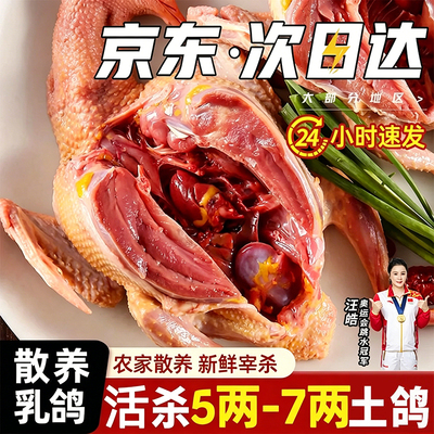精选乳鸽新鲜现杀农家散养