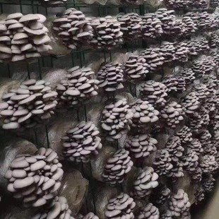 蘑菇菌包蘑菇种植包平菇菌棒香菇菌菇种家庭食用菌高产四季阳台