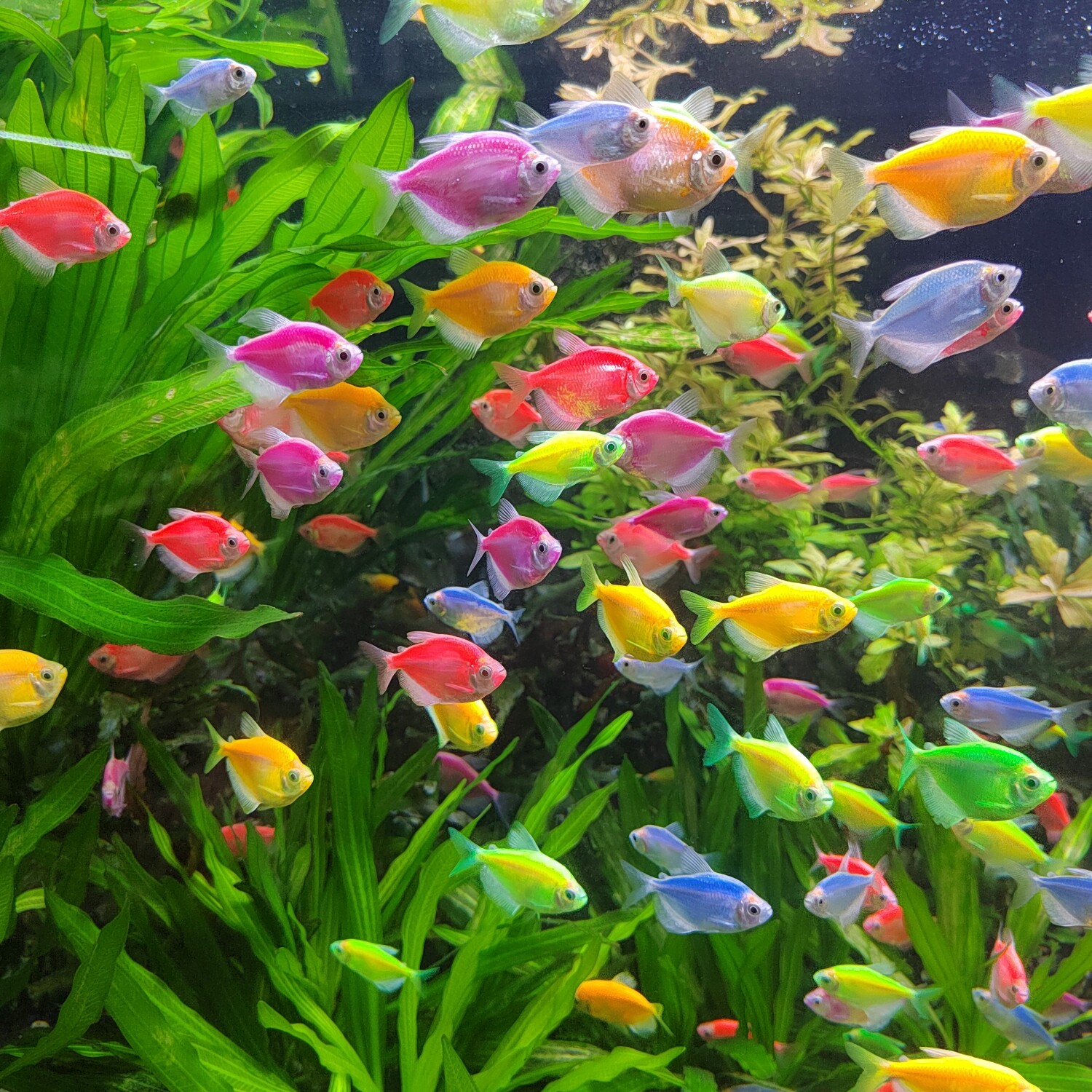 活体小型热带鱼天使鱼淡水鱼灯科鱼群游鱼活体彩色皮实好养