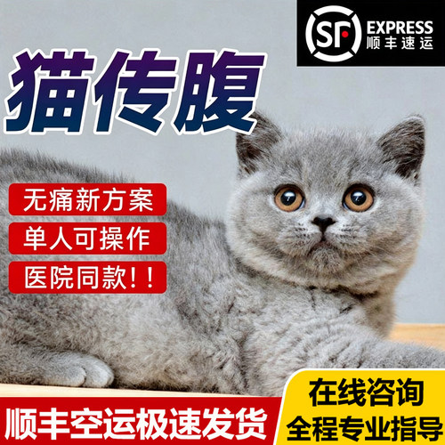 猫传腹消腹水腹膜炎营养抑制剂
