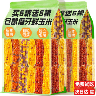 仓鼠零食小玉米粮磨牙棒金丝熊花枝鼠蜜袋鼯荷兰猪龙猫金丝熊食物