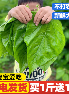 新鲜桑叶喂蚕宝宝学生养蚕套装工具500g幼虫蚕种现摘嫩叶活体饲养