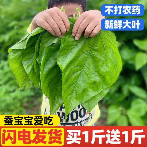 不打农药！新鲜桑叶喂蚕宝宝现摘