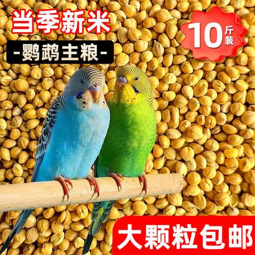 2025新货！大颗粒带壳黄谷子