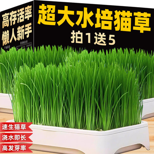 【买1送5】拍1即送5包高品质种子