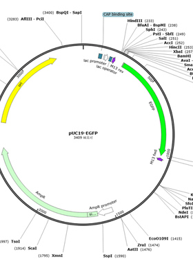 pUC19-EGFP荧光质粒 无需诱导，自发光，绿色