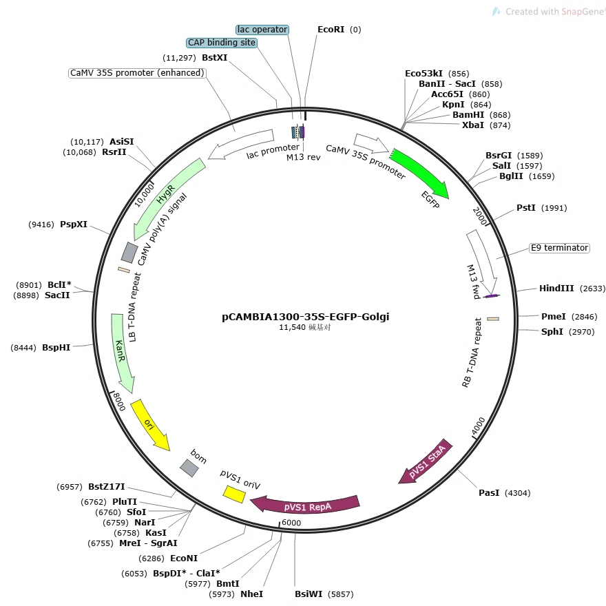 pBI121-CFP-Golgi  pCAMBIA1300-35S-EGFP-Golgi 亚细胞定位质粒