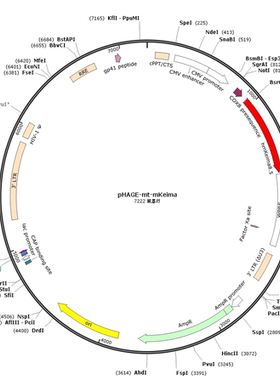 pHAGE-mt-mKeima, addgene#131626, 线粒体自噬质粒