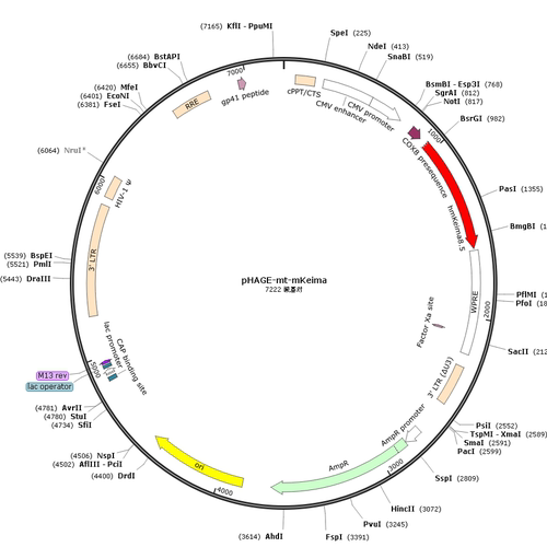 addgene质粒，线粒体自噬质粒