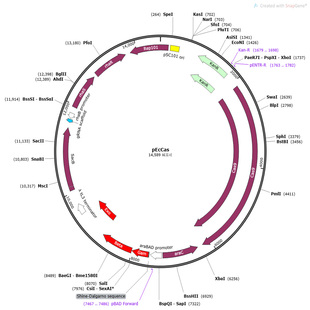 质粒 pEcCas Addgene Plasmid #73227)  载体