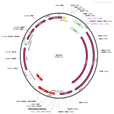 质粒 pEcCas Addgene Plasmid #73227)  载体