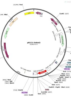 pBI121/mCherry/DsRed2/BFP/CFP/EYFP   带荧光蛋白植物表达质粒