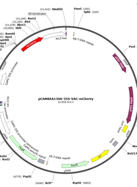 pBI121-EGFP-Vac pCAMBIA1300-35S-VAC-mCherry 亚细胞定位质粒