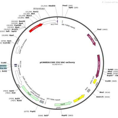 pBI121-EGFP-Vac pCAMBIA1300-35S-VAC-mCherry 亚细胞定位质粒