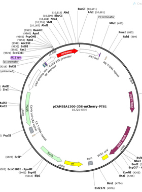 pCAMBIA1300-35S-mCherry-PTS1质粒